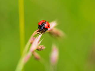Red Ladybug In Pure Nature
