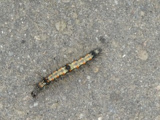 caterpillar white black