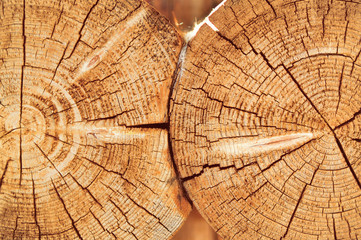 Fototapeta premium Texture of sawed wood and connection of the log house. Ancient technology construction of Russian log hut, timber cottages and churches