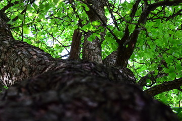 Obraz premium Bark of green trees as a natural background, wood texture for text and design.