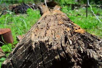 Bark of green trees as a natural background, wood texture for text and design.