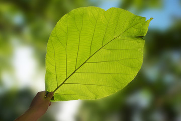 Up view hand hold nature green leaf