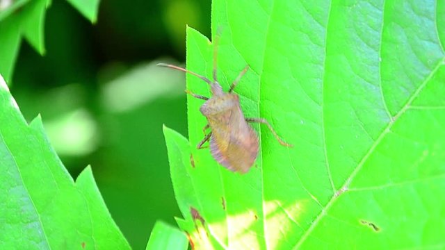 Coreus marginatus, dock bug, beetle