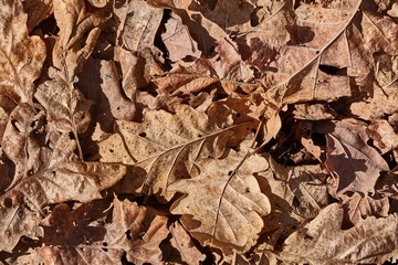 Fallen autumn leaves