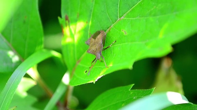 Coreus marginatus, dock bug, beetle