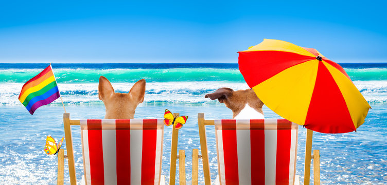 gay dogs relaxing on a beach chair