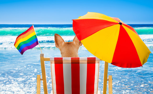 gay dog relaxing on a beach chair