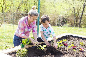 beautiful mother and her blond son planting salad in the raised bed in her garden