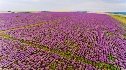 Lavender field aerial view.