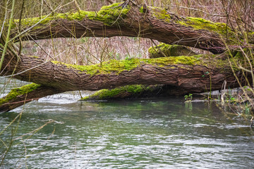 Fallen trees over River Coln in Gloucestershire, UK