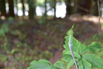 森の妖精、名も知らぬ植物