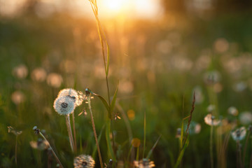 Dandelions at sunset