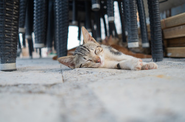 Obraz premium cat, animal, kitten, pet, cute, domestic, feline, fur, kitty, tabby, eyes, portrait, nature, small, mammal, gray, outdoor, young, pets, street, beautiful, green, baby, grey, look, montenegro, budva