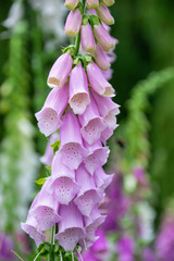 Pink foxglove flowers © Roger Utting