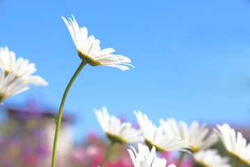 Floral background. Blooming white daisies on a background of a bright blue sky.