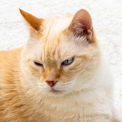 portrait d'un chat âgé