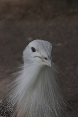 Close up  Great Bustard Bird, Otis Tarda, Beijing, China