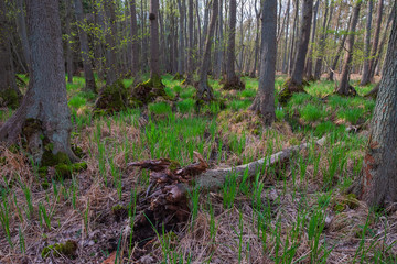 Der Urwald auf dem Darß