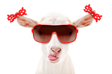 Portrait of a funny goat in a sunglasses with bows on the ears isolated on white background