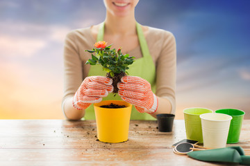 gardening and people concept - close up of woman or gardener hands planting rose to flower pot over sky background