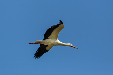 white stork (ciconia ciconia) in flight, spread wings, blue sky