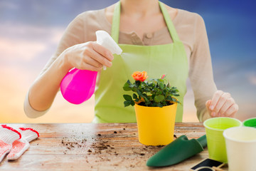 gardening, flower planting and people concept - close up of woman or gardener hands spraying roses in pot over sky background