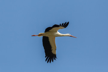 portrait white stork (ciconia ciconia) in flight, spread wings