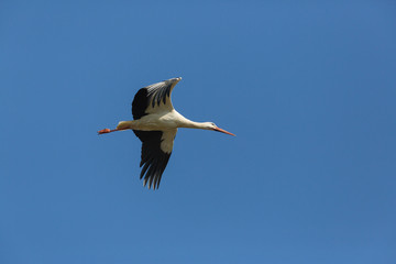 Fototapeta na wymiar one white stork (ciconia ciconia) flying in blue sky