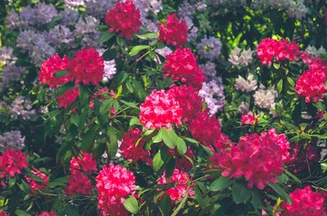 Spring natural background. Beautiful blooming rhododendrons in the park.