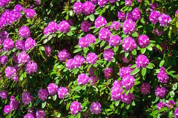 Spring natural background. Beautiful blooming rhododendrons in the park.