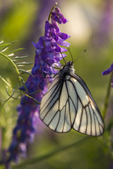 white butterfly sitting on a flower