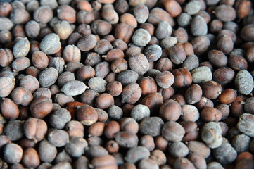 Close up unroasted black coffee bean