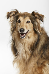 Studio portrait of an expressive Collie dog against neutral background