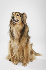 Studio portrait of an expressive Collie dog against neutral background