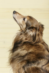 Profile portrait of an expressive Collie dog against neutral background