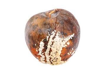 Fruits of apple with rot on white background