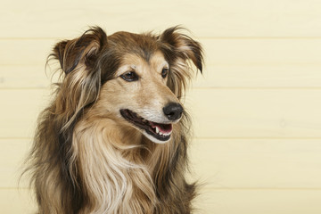 Studio portrait of an expressive Collie dog against yellow wooden background