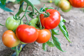 tomato ripening in greenhouse