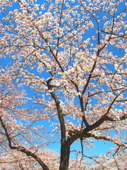 満開の桜と青空