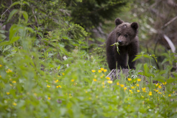 bear cub with plant
