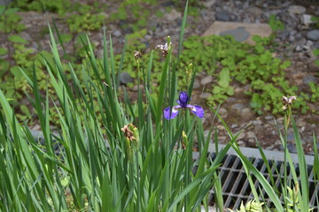 あやめ、ひっそりと気高く咲き誇る