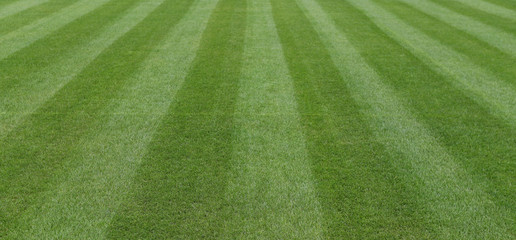 Green lawn at the sports stadium