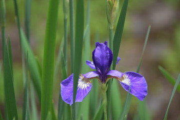 あやめ、ひっそりと気高く咲き誇る