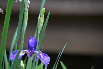 あやめ、ひっそりと気高く咲き誇る