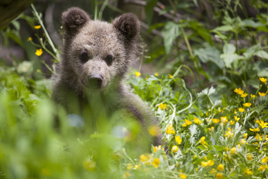 bear cub in green yellow grass