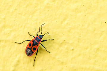 Firebug insect or bug (Pyrrhocoris apterus) on yellow wall. Closeup macro.