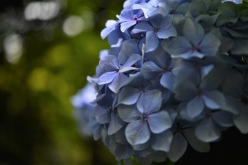 Japanese Flowers