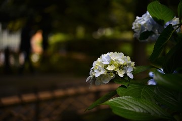 Japanese Flowers
