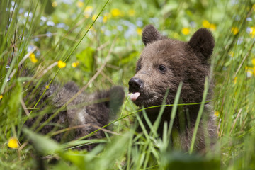 baby bear tongue out