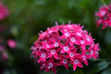 Japanese Flowers
